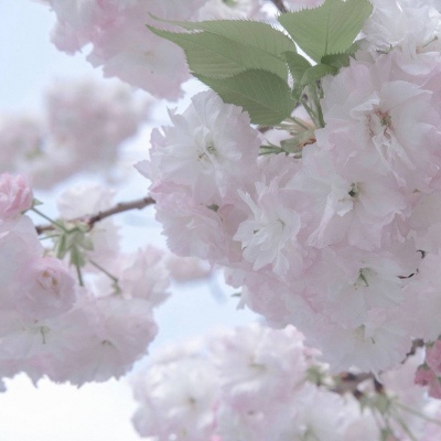 兽设毛发质感表现福瑞群